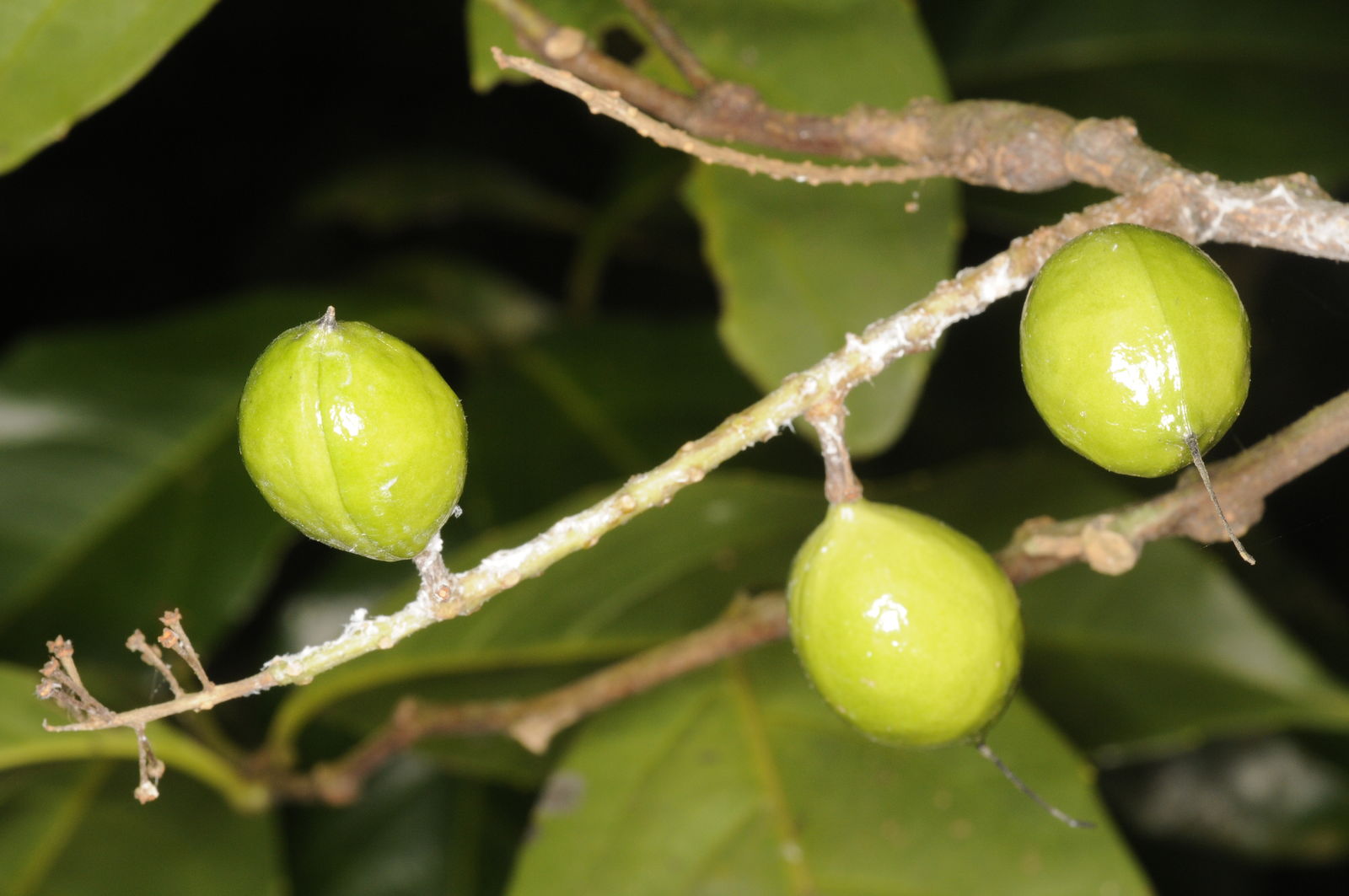 Helicia nilagirica botanical