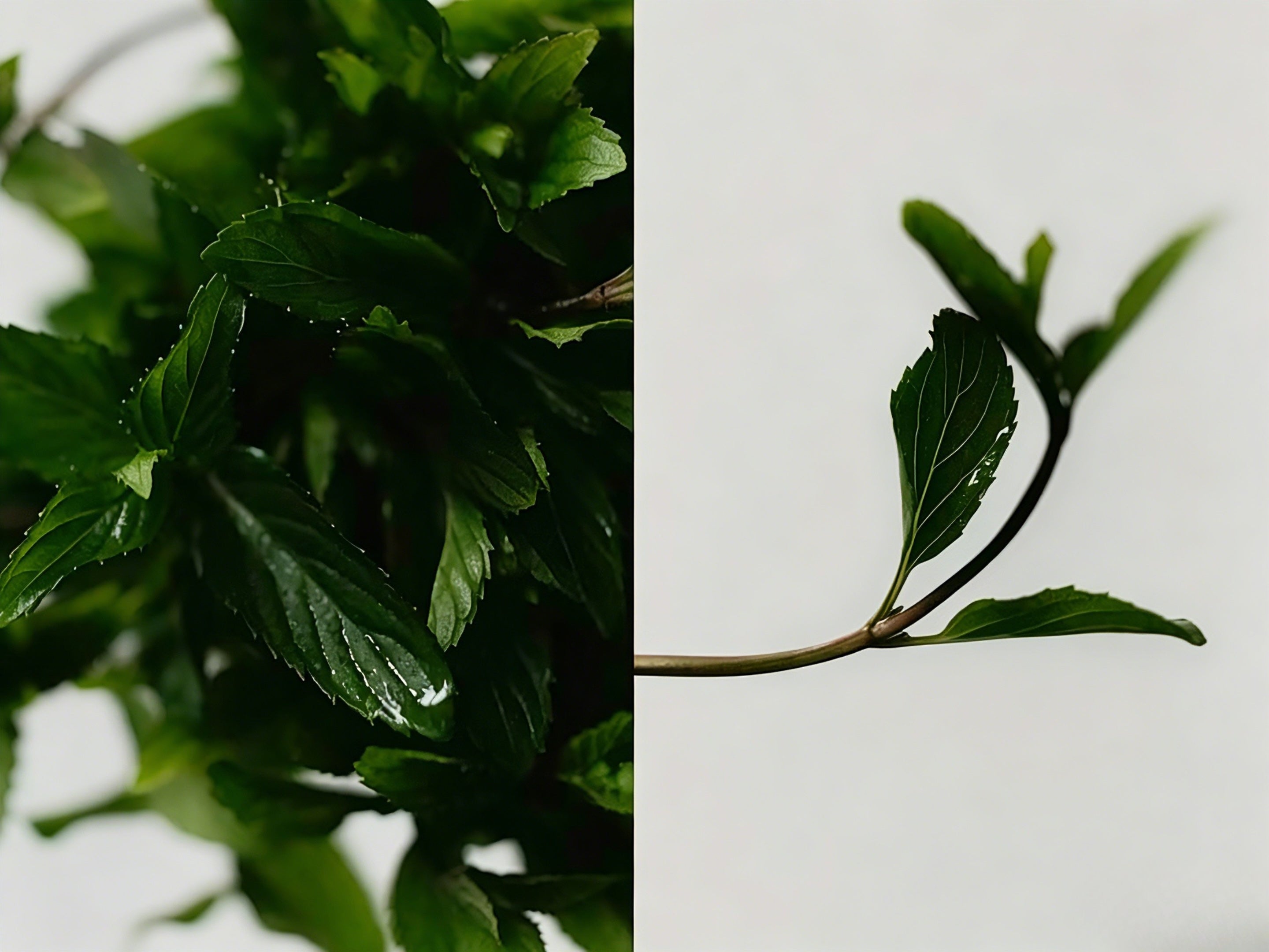 Two contrasting views of a botanical plant, dense and minimal