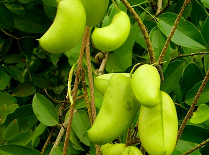Plant 5-HTP ingredient